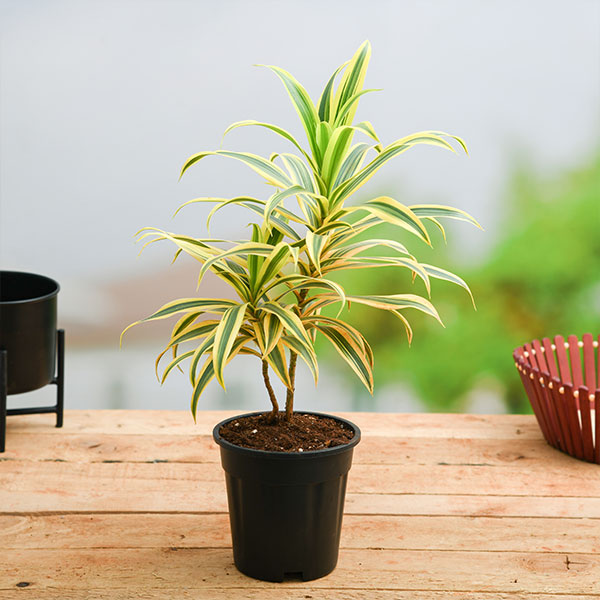 Pleomele, Song of India (Golden) Plant TaiAami Pleomele, Song of India (Golden) Plant TaiAami